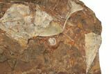 Seven Fossil Ginkgo Leaves From North Dakota - Paleocene #188725-2
